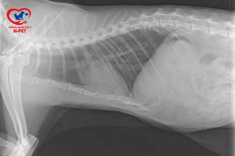 Khi nào cần thực hiện chụp X – Quang chó mèo?