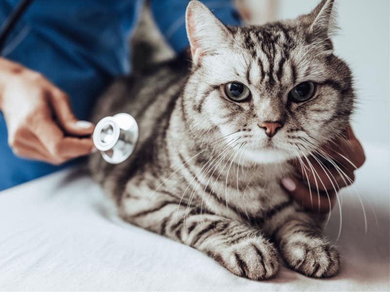 thú y npet thăm khám và điều trị nấm da cho mèo