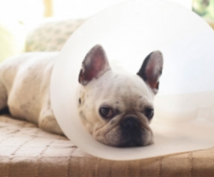 xét nghiệm sinh hóa cho thú cưng